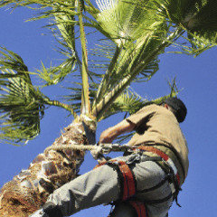 Shamrock Tree Care