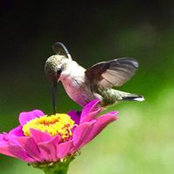 Mary Pueschner's photo