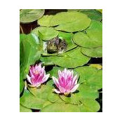 Lilly Padds foto