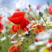 Viktoria Lisna's photo