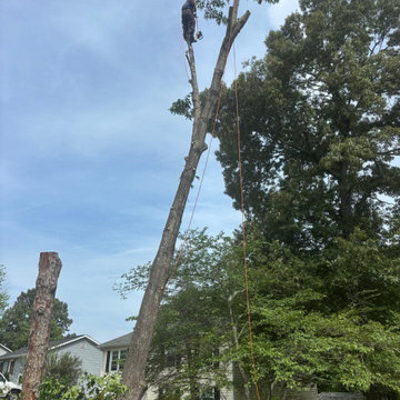 Tree Removal, Land Clearing & Site Preparation Project