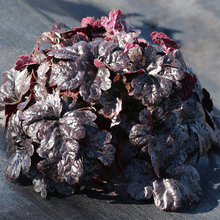 Ober Lane Garden - black plant for sun