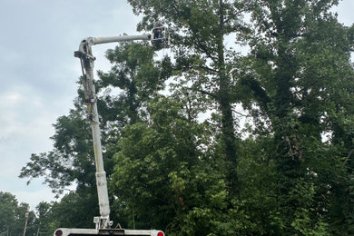 Tree trimming
