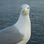 Fenella Taylor's photo