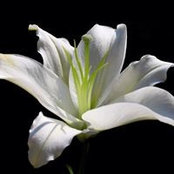 Lori Lewandoski's photo