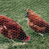 YardGard® 308444B Galvanized Poultry Netting, 20-Gauge, 1" Mesh, 60" x 50'
