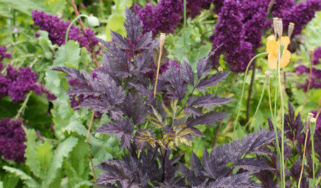 Great Design Plant: Autumn Snakeroot