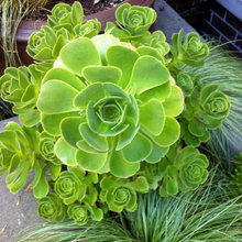 plants