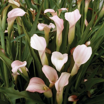 Zantedeschia (Calla Lilies)
