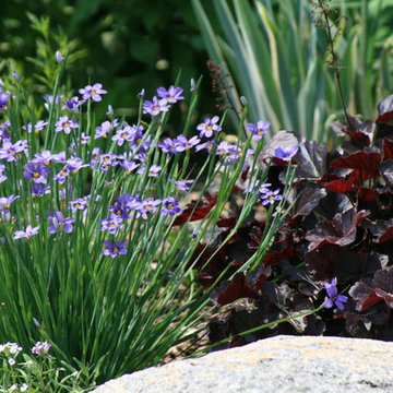 Blue Eyed Grass with Obsidian Coral Bells