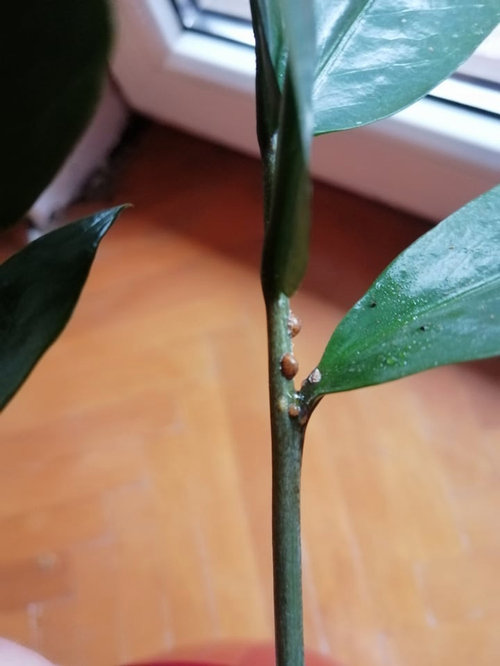 Brown spots and sticky leaves on my zz plant