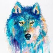 Foto von Wolf Akela