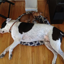 dogs