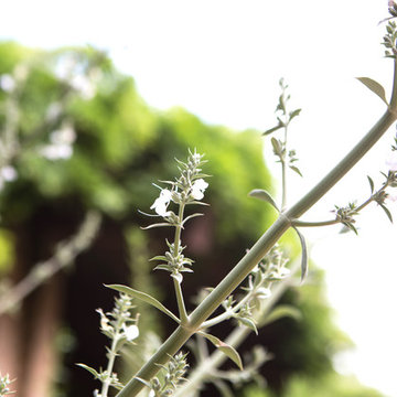 White Sage Flowers