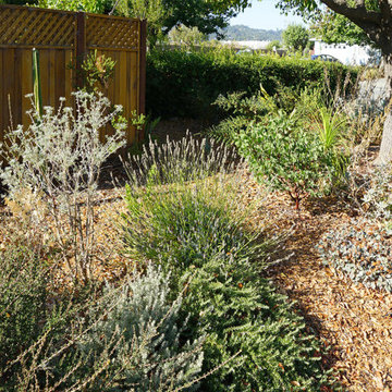 A California native garden in winter