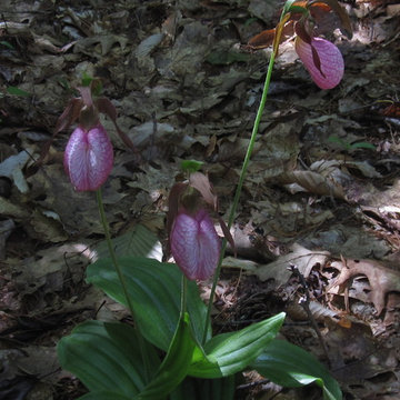 Lady's Slipper in woodland garden