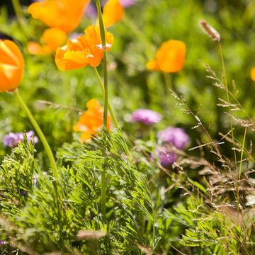 Plantings