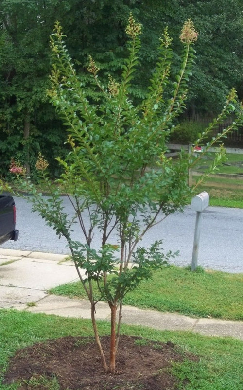 Crepe Myrtles Not Blooming 