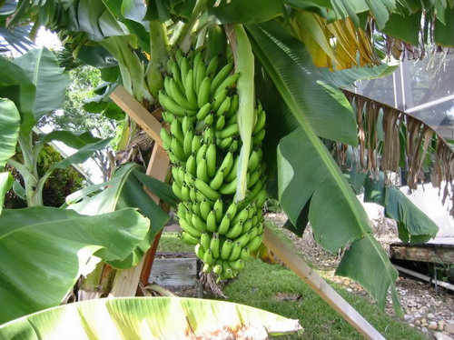 Fhia banana in india