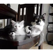 Micki Cimini's photo