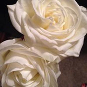 Marcia Baker's photo