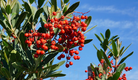 10 Beautiful Native Plants to Enliven Winter Gardens