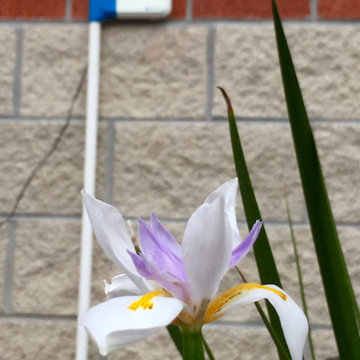 Plants love Hydrawise