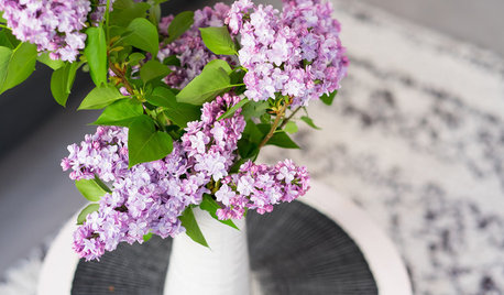 Get Lilacs! And 6 More Ways to Make the Most of This Weekend