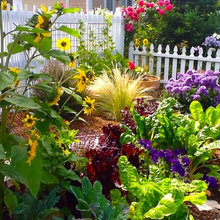 Garden ideas