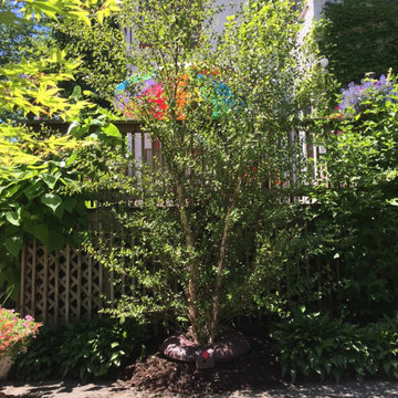 River Birch Tree