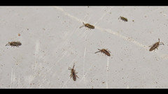 Tiny Black Beetles On Kitchen Counter