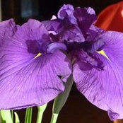 Lynell Dyess's photo