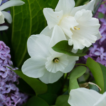 Flora Verdura Herbal Plant Sale