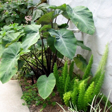 Surf bungalow jungle design
