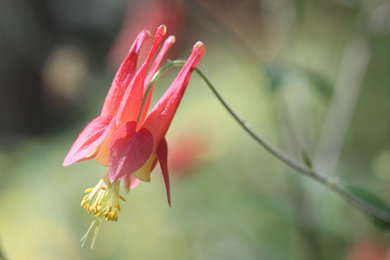 Columbine