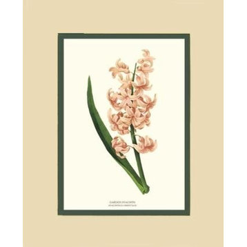 Vintage Botanical Flower Art Print: Garden Hyacinth