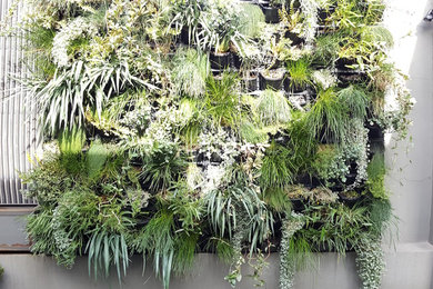 Mittelgroße Moderne Pflanzenwand im Frühling, hinter dem Haus mit direkter Sonneneinstrahlung in Melbourne