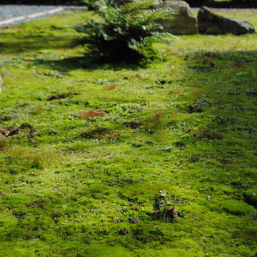 Moss Garden, Chilterns.