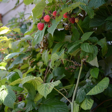 Raised Vegetable Bed / Ornamental Garden 2016