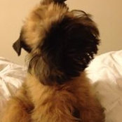 Foto von Henry Griffon