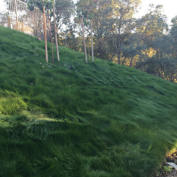 El Dorado Hills - Serrano Complete Landscape