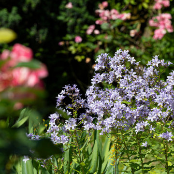 Un jardin fleuri dans un monastère