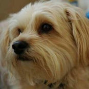 Amy Richman Horowitz's photo