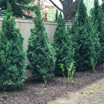 Hedge: Iowa Juniper Trees