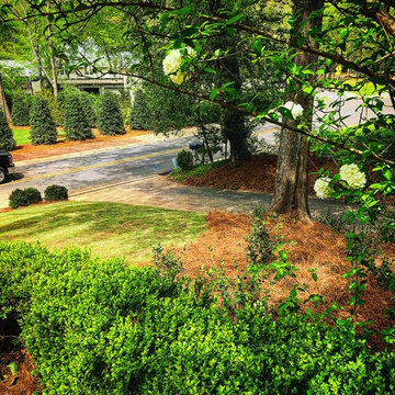 Front Yard Update/Mass Camellia Planting/Sod