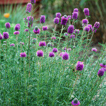 plants