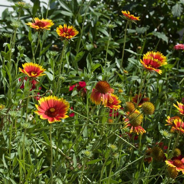 Cut Flowers and Perennial Gardens