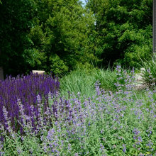 Deer Resistant Gardens