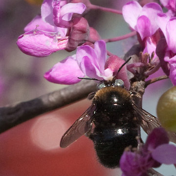Cercis Occidentalis and native carpenter bee