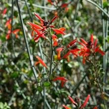 AZ Holly